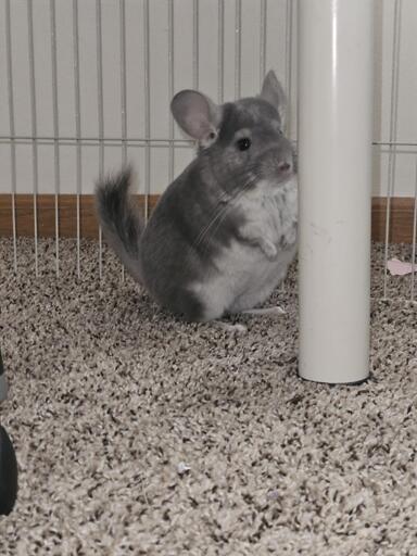 My chinchilla, Muffin, standing on her hind legs to try and better ascertain the optimal angle to jump onto our futon. She likely is planning to hop from there onto my wife's desk, then hop onto the windowsill, then scurry over to the printer where we keep the tasty, crunchy printer paper.